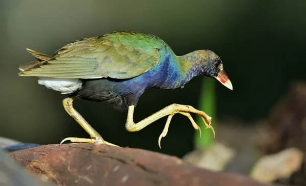 Swamphen roxo (Porphyrio porphyrio ). — Fotografia de Stock