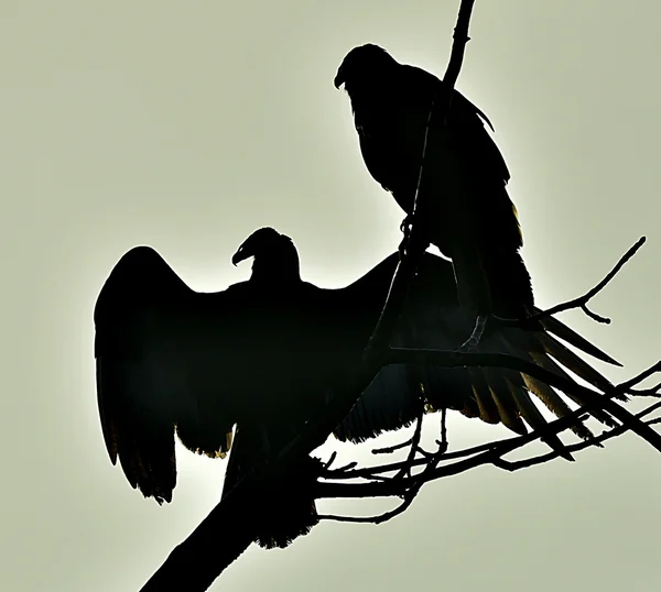 Türkiye Akbabası (katartes aura)) — Stok fotoğraf