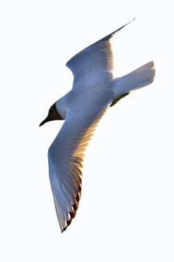 siyah başlı martı (Larus ridibundus)