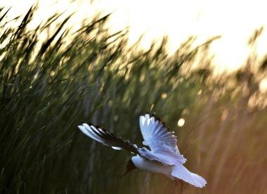 siyah başlı martı (Larus ridibundus)