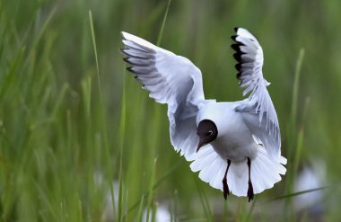 Adult black-headed gull in flight, clipart