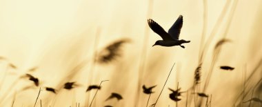 siyah başlı martı (Larus ridibundus)