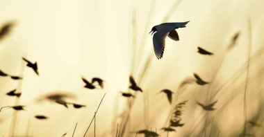 siyah başlı martı (Larus ridibundus)