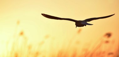 siyah başlı martı (Larus ridibundus)