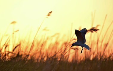 siyah başlı martı (Larus ridibundus)