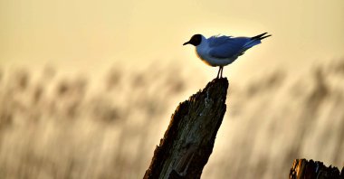 siyah başlı martı (Larus ridibundus)