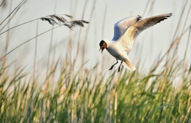 siyah başlı martı (Larus ridibundus)