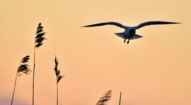 siyah başlı martı (Larus ridibundus)