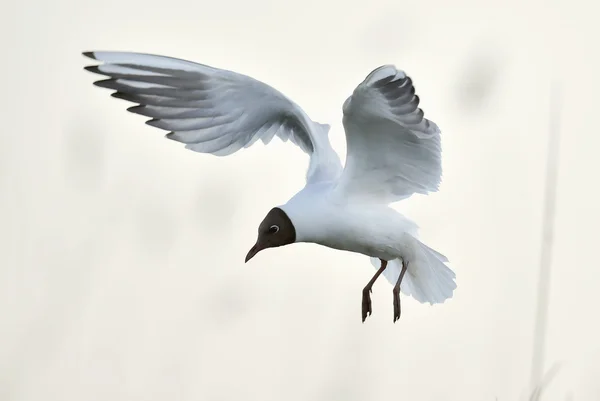 Взрослая черноголовая чайка в полёте , — стоковое фото