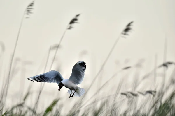 Adult black-headed gull in flight, — Stock Photo, Image