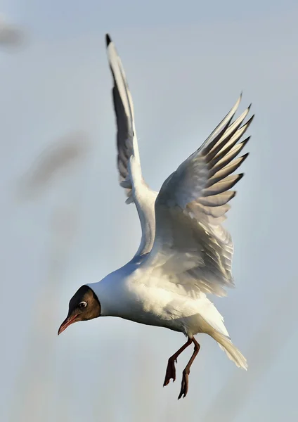 Взрослая черноголовая чайка в полёте , — стоковое фото