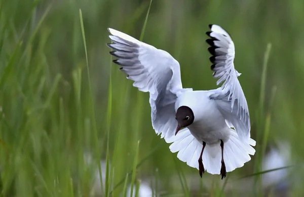 Adult black-headed gull in flight, — Stock Photo, Image