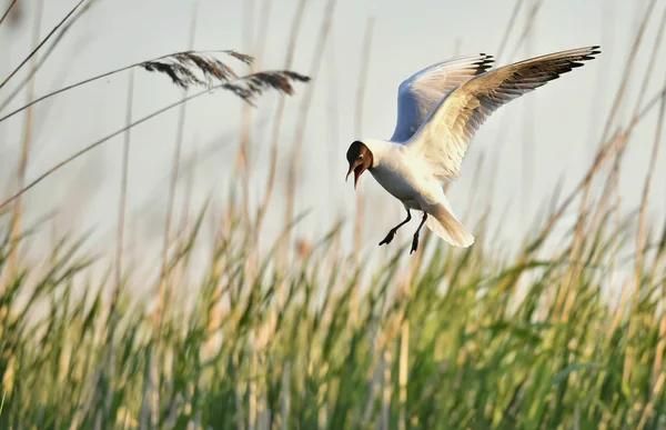 Gaviota adulta de cabeza negra en vuelo , —  Fotos de Stock