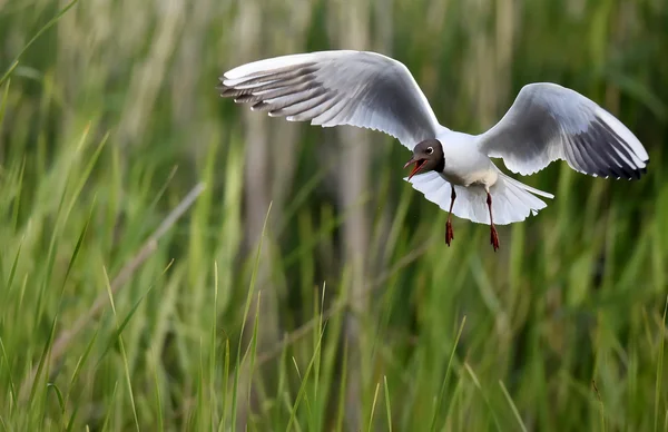 Adult black-headed gull in flight, — Stock Photo, Image