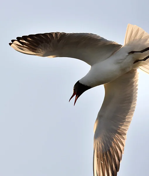 Erwachsene Schwarzkopfmöwe auf der Flucht, — Stockfoto