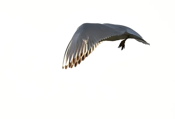 Gaivota adulta de cabeça preta em voo , — Fotografia de Stock