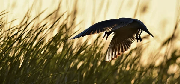 Gaivota de cabeça preta (Larus ridibundus) — Fotografia de Stock