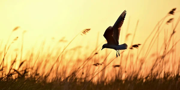 Black-headed Gull (Larus ridibundus) — Stock Photo, Image