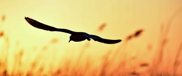 Roodkopmeeuw (Larus ridibundus)) — Stockfoto