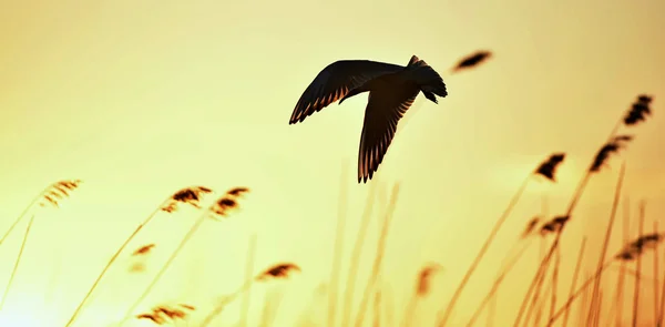 Schwarzkopfmöwe (Larus ridibundus)) — Stockfoto