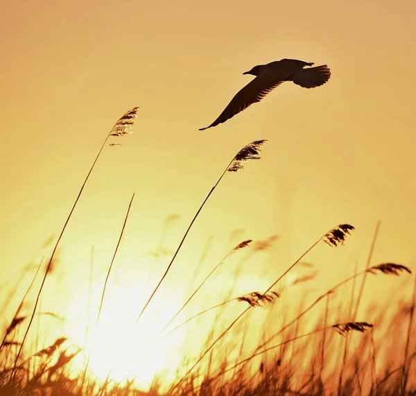 Schwarzkopfmöwe (Larus ridibundus)) — Stockfoto