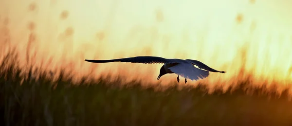 Gaviota de cabeza negra (Larus ridibundus) — Foto de Stock