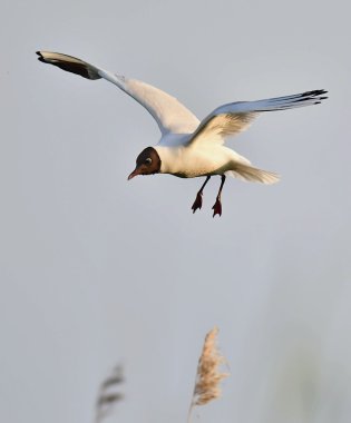 Karabaş martı (larus ridibundus) uçuş 