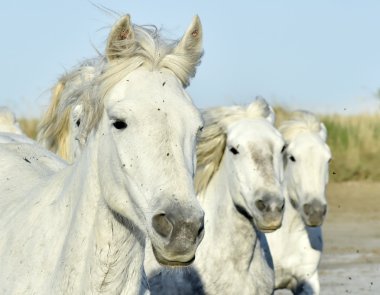 Beyaz camargue atı portresi