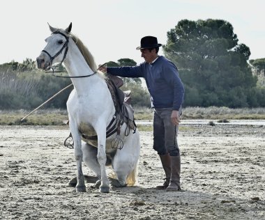  damat beyaz camargue atı gösterir 