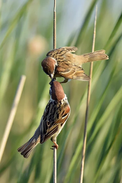 O Pardal da Árvore Eurasiática (Passer montanus ) — Fotografia de Stock