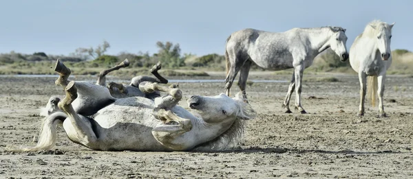 The white horse rolls in dust. — ストック写真