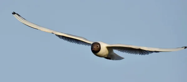 Gabbiano dalla testa nera (Larus ridibundus) in volo — Foto Stock