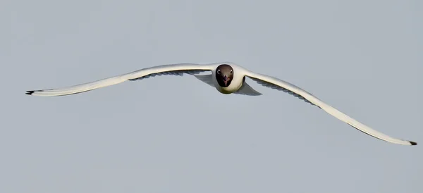 Racek chechtavý (larus ridibundus) v letu — Stock fotografie