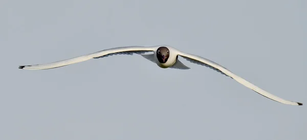 Śmieszka (larus ridibundus) w locie — Zdjęcie stockowe