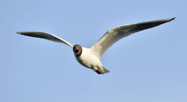 Черноголовая чайка (Larus ridibundus) в полете — стоковое фото