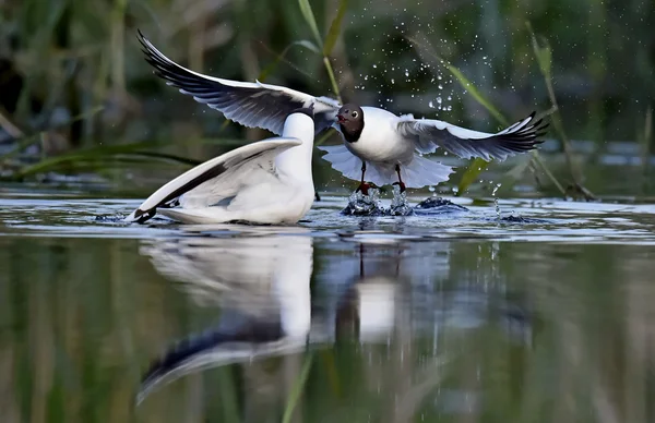 Μαυροκέφαλος Γλάρος (larus ridibundus) κάθεται στο νερό — Φωτογραφία Αρχείου