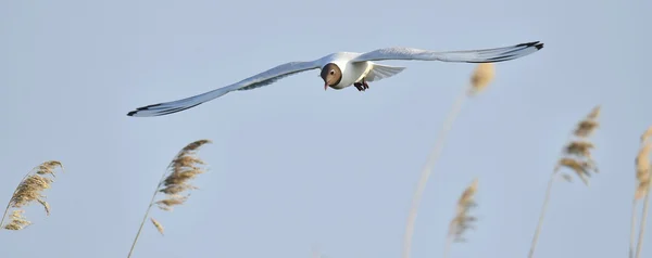 Śmieszka (larus ridibundus) w locie — Zdjęcie stockowe