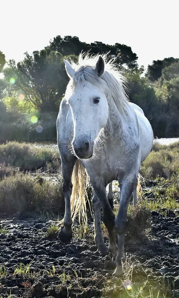 Portret biały camargue konia. — Zdjęcie stockowe
