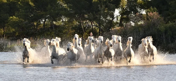 Manada de cavalos brancos correndo — Fotografia de Stock