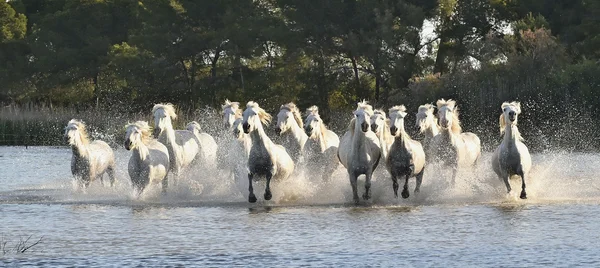 Manada de cavalos brancos — Fotografia de Stock