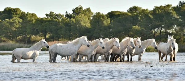Stado białych koni w wodzie — Zdjęcie stockowe