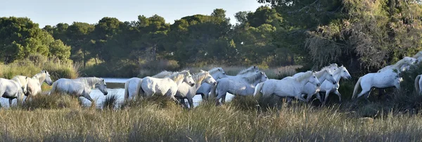 Laufen weiße Pferde der Camargue — Stockfoto