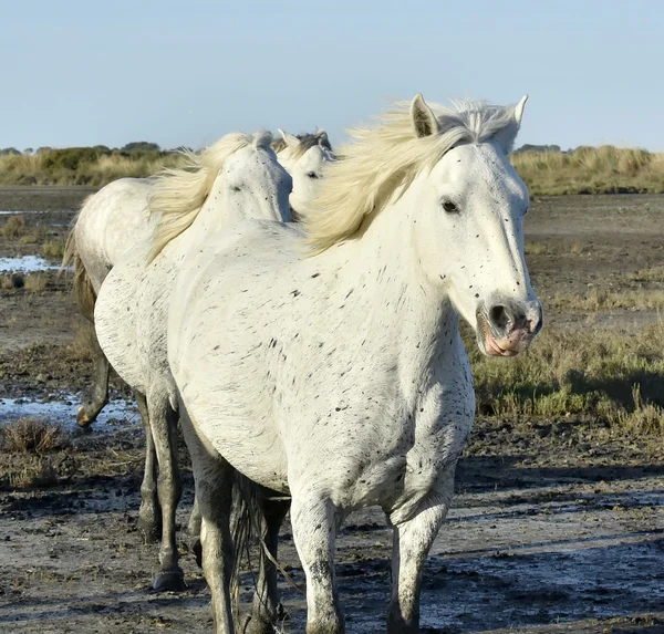 Ritratto del cavallo bianco della Camargue — Foto Stock