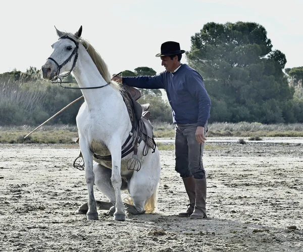 Pan młody pokazuje białe camargue konia — Zdjęcie stockowe