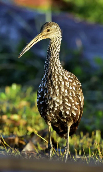 ツルモドキ (aramus guarauna), — ストック写真