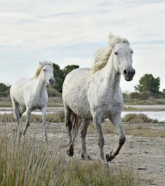 Beyaz camargue atı portresi — Stok fotoğraf