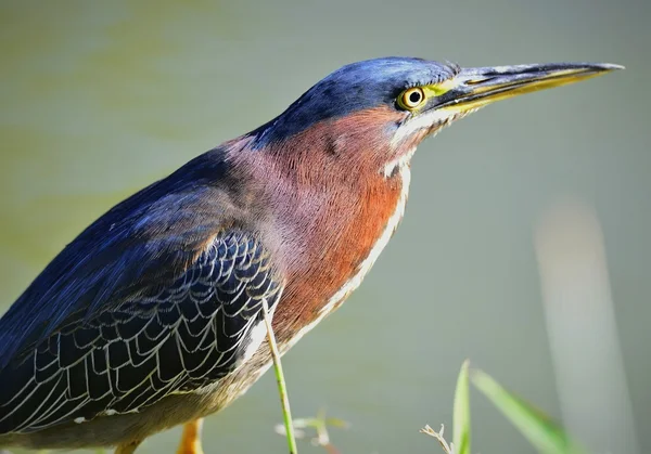 Verde Heron macho . — Fotografia de Stock