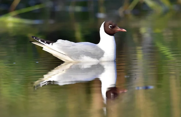 Μαυροκέφαλος γλάρος (Larus ridibundus) — Φωτογραφία Αρχείου