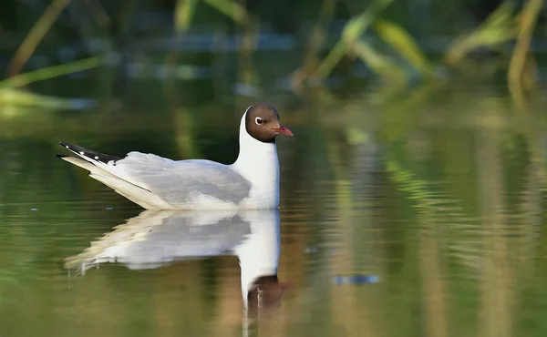 Fekete fejű sirály (Larus ridibundus) — Stock Fotó