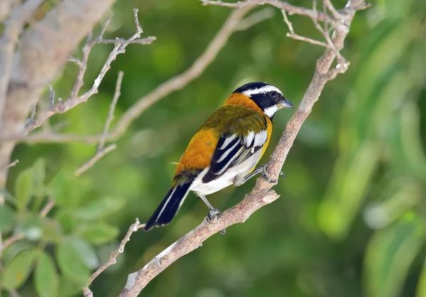 Västra spindalis, spindalis zena, — Stockfoto